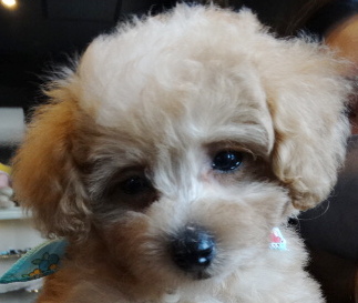 オトちゃんBaby／トイプードル