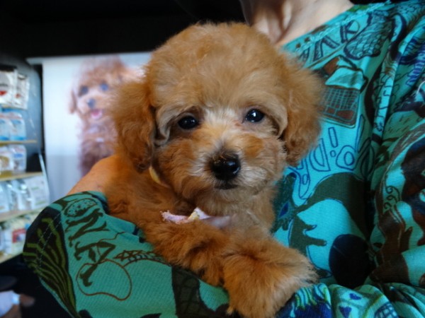 オトちゃんBaby／トイプードル