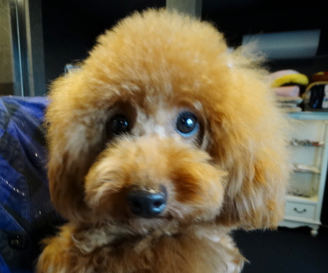 ポシェットちゃんBaby／トイプードル