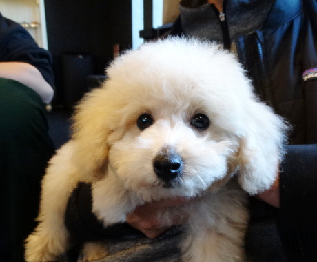 オトちゃんBaby／トイプードル