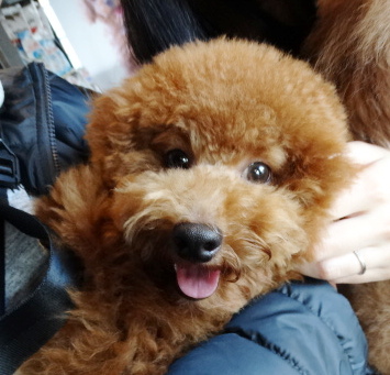 結ちゃんBaby／トイプードル