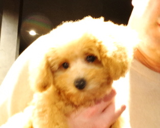 アンナちゃんBaby／トイプードル