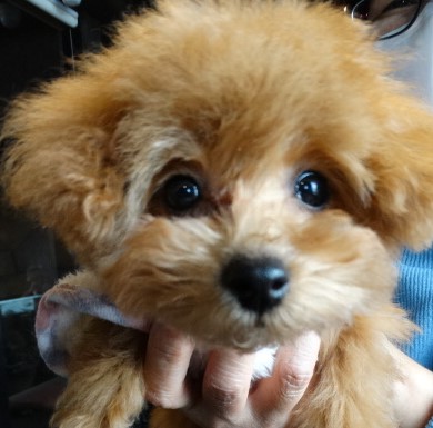 アンナちゃんBaby　 極小／トイプードル