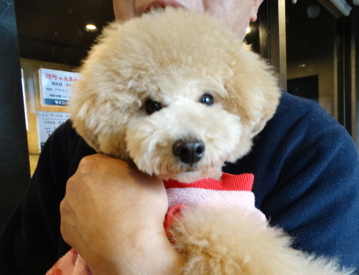 ピーチちゃんBaby／トイプードル