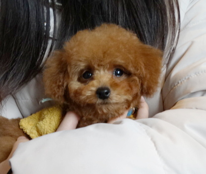 イトちゃんBaby  （タイニー）／トイプードル