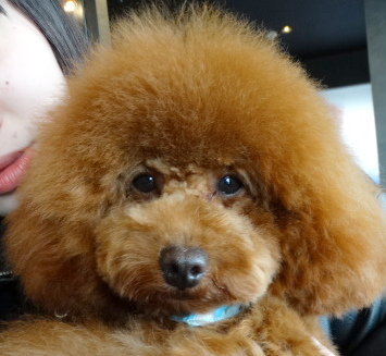 サラちゃんBaby誕生／トイプードル