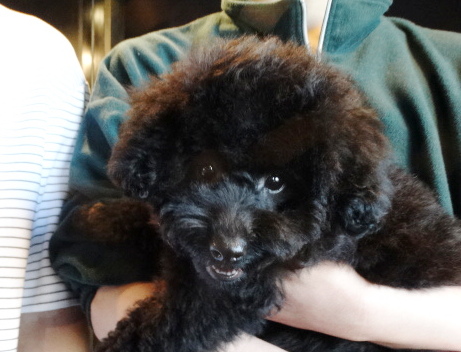 ミミちゃんBaby／トイプードル