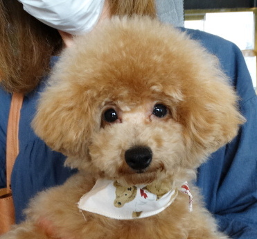 詩ちゃんBaby　タイニーサイズ／トイプードル