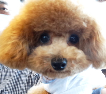 詩ちゃんBaby  　タイニーサイズ／トイプードル