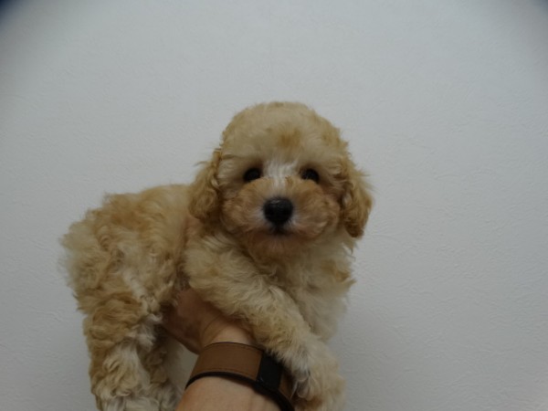 ピーチちゃんBaby／トイプードル