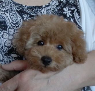 ピーチちゃんBaby／トイプードル