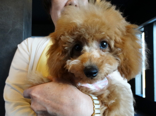 オトちゃんBaby／トイプードル