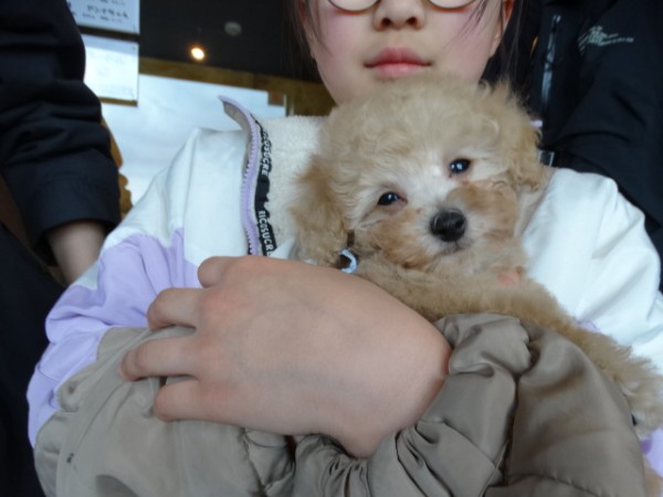 オトちゃんBaby　／トイプードル