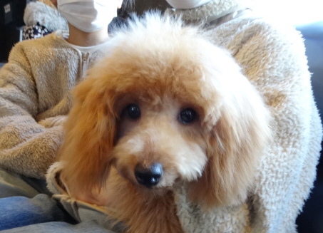 オトちゃんBaby／トイプードル