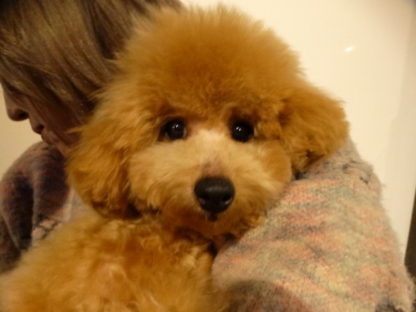 オトちゃんBaby　　（タイニーサイズ）／トイプードル