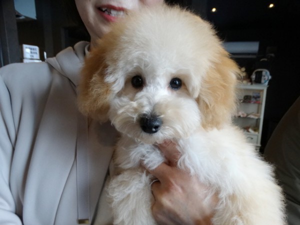 ピーチちゃんBaby／トイプードル