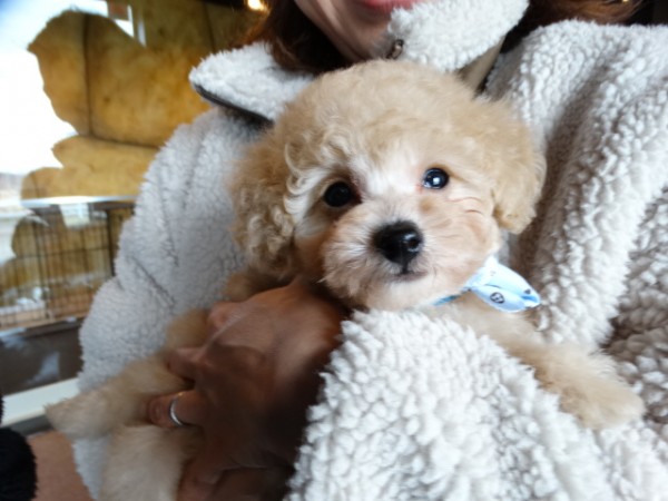 オトちゃんBaby／トイプードル