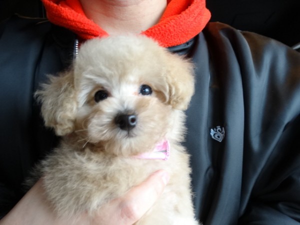 オトちゃんBaby／トイプードル