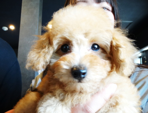 オトちゃんBaby／トイプードル