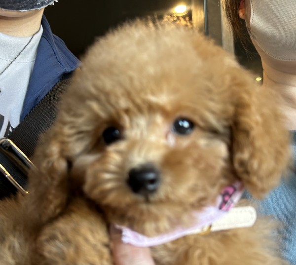 アニーちゃんbaby／トイプードル