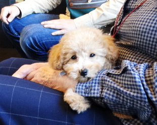 アニーちゃんbaby／トイプードル