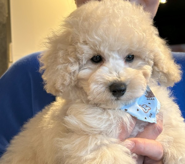 ネネちゃんBaby／トイプードル