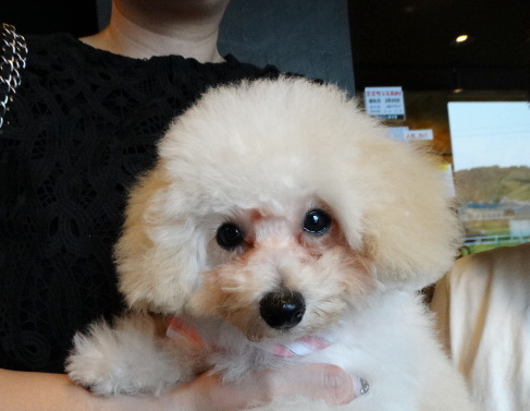 ネネちゃんBaby（極小）／トイプードル