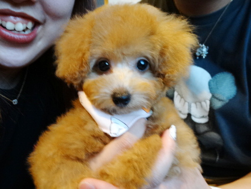 アンナちゃんBaby／トイプードル