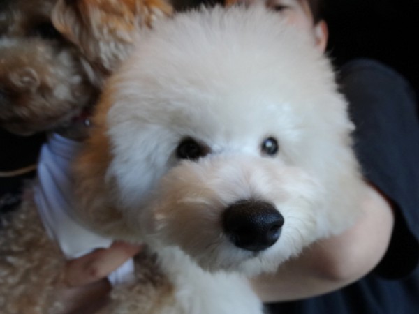 ネネちゃんBaby／トイプードル