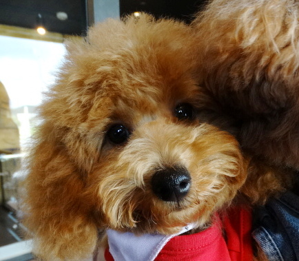 アンナちゃんBaby／トイプードル