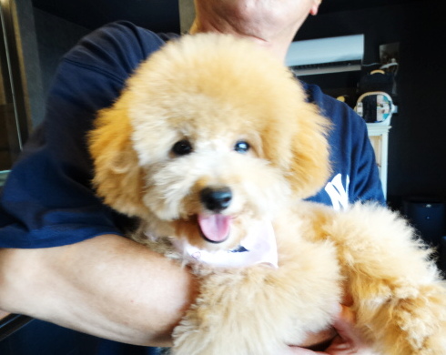 アニーちゃんBaby／トイプードル