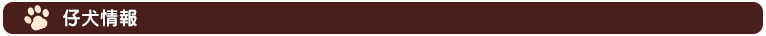 仔犬情報