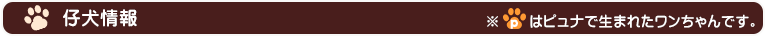 仔犬情報