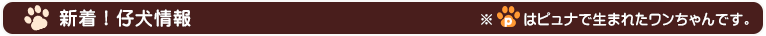 新着！仔犬情報